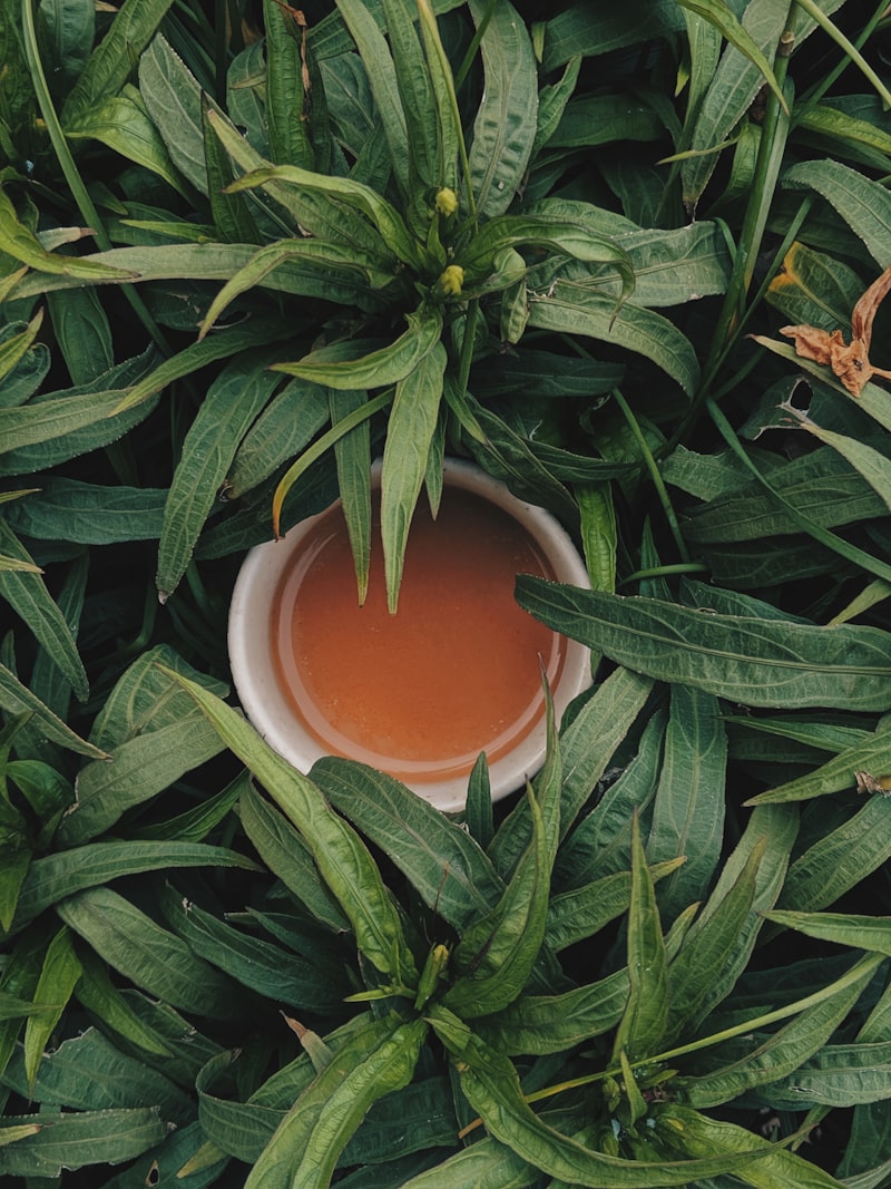 恭城油茶